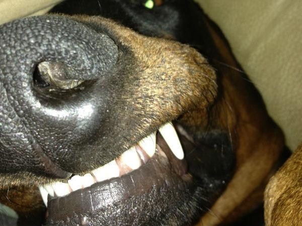 కాస్కోండి..సెల్ఫీ అంటే మాదే!!