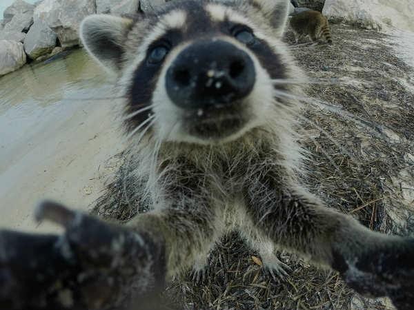 కాస్కోండి..సెల్ఫీ అంటే మాదే!!