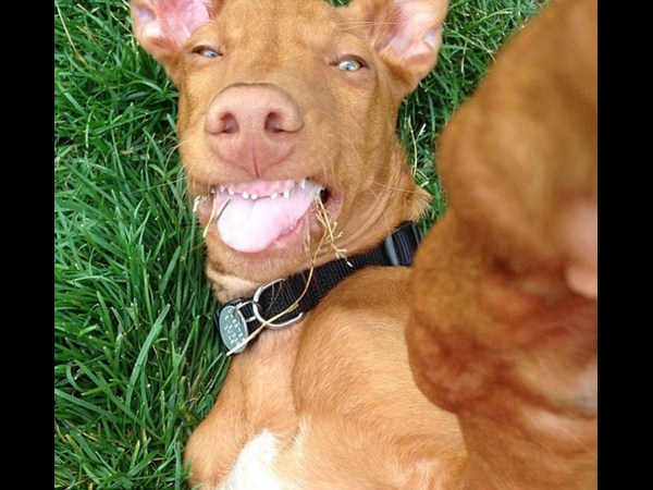 కాస్కోండి..సెల్ఫీ అంటే మాదే!!