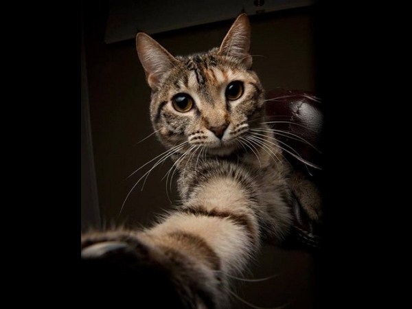 కాస్కోండి..సెల్ఫీ అంటే మాదే!!