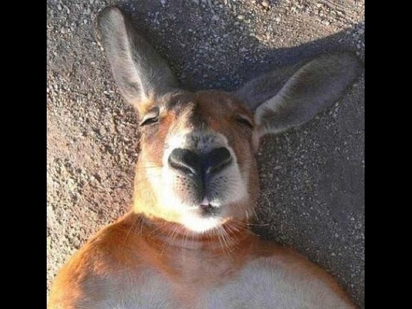 కాస్కోండి..సెల్ఫీ అంటే మాదే!!