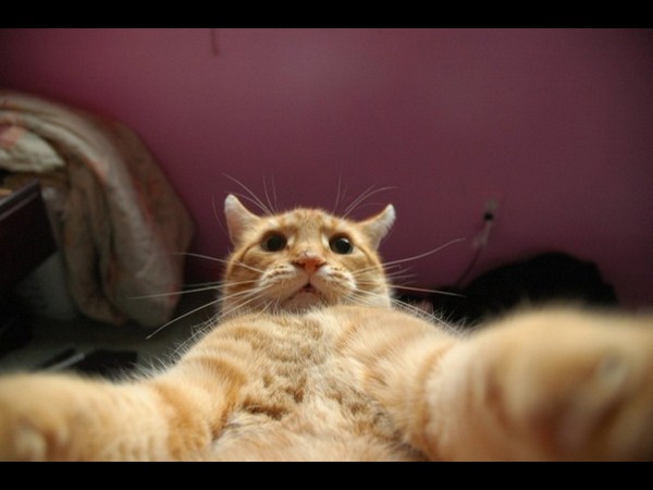 కాస్కోండి..సెల్ఫీ అంటే మాదే!!