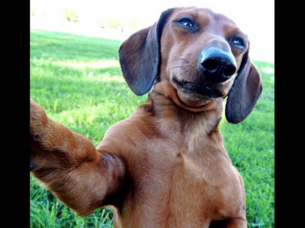 కాస్కోండి..సెల్ఫీ అంటే మాదే!!