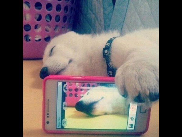 కాస్కోండి..సెల్ఫీ అంటే మాదే!!