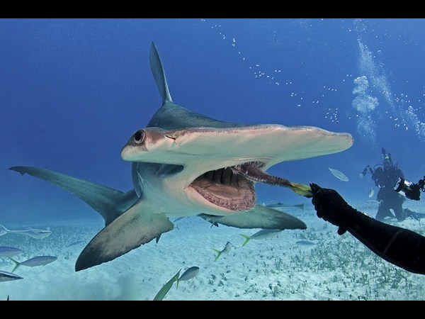 ఉత్తమ ఫోటోగ్రాఫర్లు.. అత్యుత్తమ చిత్రాలు