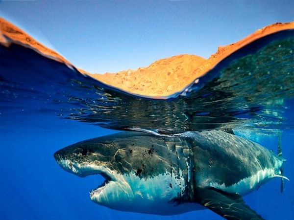 జోరుగాహుషారుగా@సోషల్ మీడియా