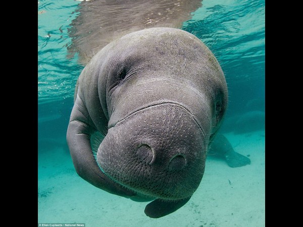  అత్యుత్తమ అండర్ వాటర్ ఫోటోలు!