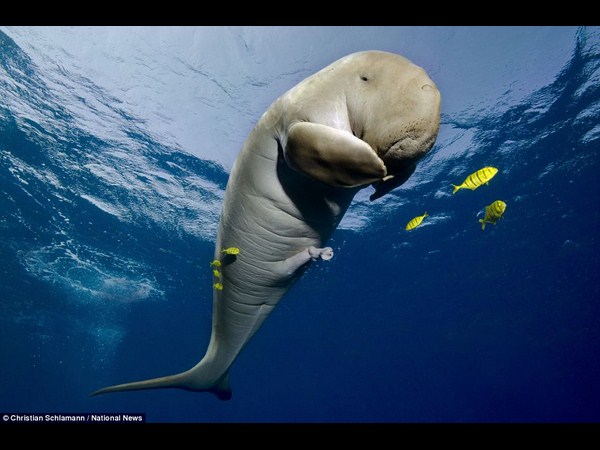 అత్యుత్తమ అండర్ వాటర్ ఫోటోలు!