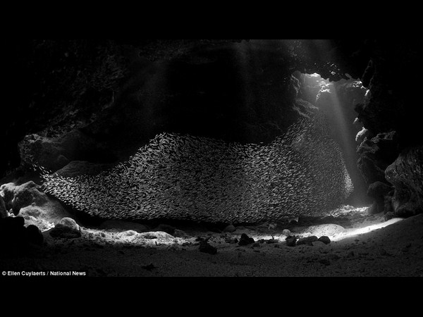 అత్యుత్తమ అండర్ వాటర్ ఫోటోలు!