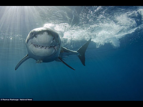 అత్యుత్తమ అండర్ వాటర్ ఫోటోలు!