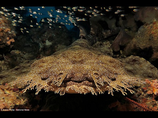 అత్యుత్తమ అండర్ వాటర్ ఫోటోలు!