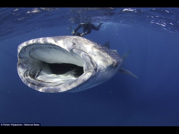 అత్యుత్తమ అండర్ వాటర్ ఫోటోలు!