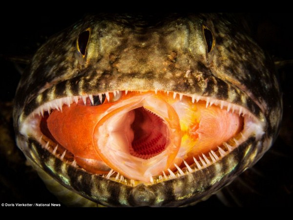 అత్యుత్తమ అండర్ వాటర్ ఫోటోలు!