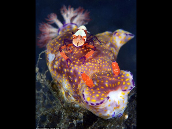 అత్యుత్తమ అండర్ వాటర్ ఫోటోలు!