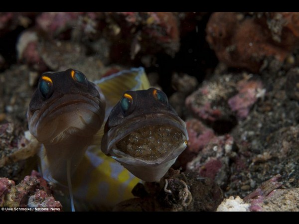 అత్యుత్తమ అండర్ వాటర్ ఫోటోలు!