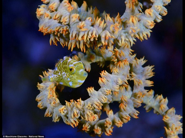 అత్యుత్తమ అండర్ వాటర్ ఫోటోలు!