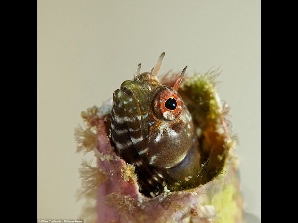 అత్యుత్తమ అండర్ వాటర్ ఫోటోలు!