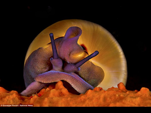 అత్యుత్తమ అండర్ వాటర్ ఫోటోలు!