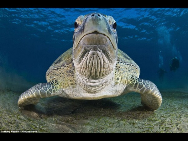 అత్యుత్తమ అండర్ వాటర్ ఫోటోలు!