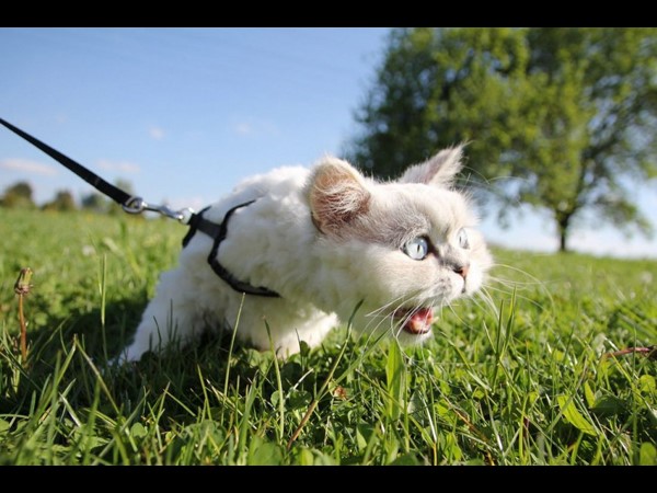 అంబరాన్నంటిన సోషల్ మీడియా జోష్!!