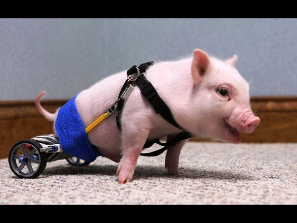 సోషల్ మీడియా వైరల్ చిత్రాలు