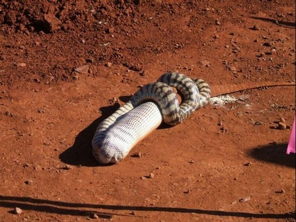 సోషల్ మీడియా వైరలు చిత్రాలు!!