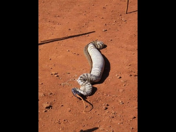 సోషల్ మీడియా వైరలు చిత్రాలు!!