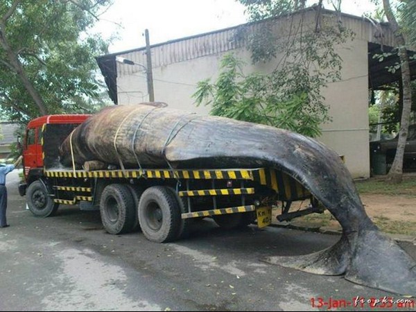 సోషల్ మీడియా వైరల్ చిత్రాలు!!