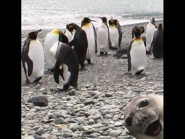 అత్యుత్తమ యానిమల్ ఫోటోబాంబింగ్ దృశ్యాలు!!