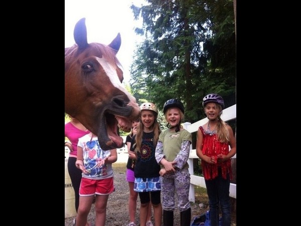 అత్యుత్తమ యానిమల్ ఫోటోబాంబింగ్ దృశ్యాలు!!