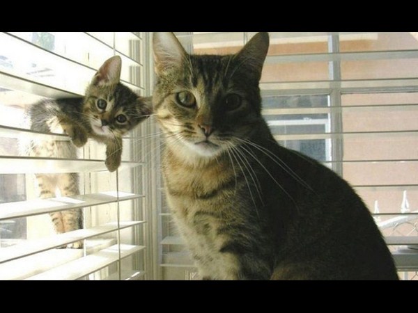 అత్యుత్తమ యానిమల్ ఫోటోబాంబింగ్ దృశ్యాలు!!