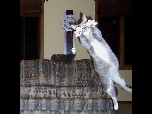 అత్యుత్తమ యానిమల్ ఫోటోబాంబింగ్ దృశ్యాలు!!