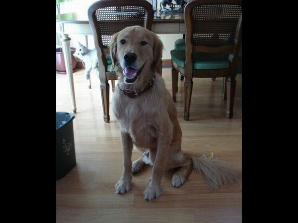 అత్యుత్తమ యానిమల్ ఫోటోబాంబింగ్ దృశ్యాలు!!