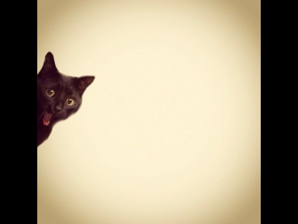 అత్యుత్తమ యానిమల్ ఫోటోబాంబింగ్ దృశ్యాలు!!