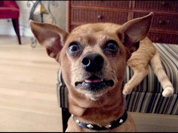 అత్యుత్తమ యానిమల్ ఫోటోబాంబింగ్ దృశ్యాలు!!