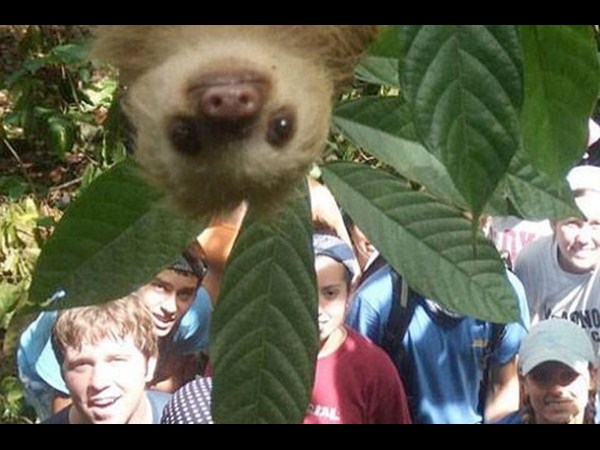 అత్యుత్తమ యానిమల్ ఫోటోబాంబింగ్ దృశ్యాలు!!