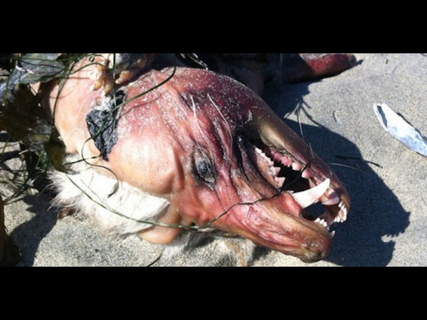 సోషల్ మీడియా షాకింగ్ చిత్రాలు!!