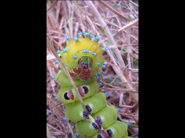 ఫోటోగ్రఫీకే ప్రాణం పోసారు!!