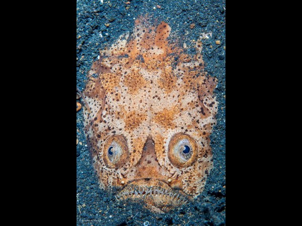 ఫోటోగ్రఫీకే ప్రాణం పోసారు!!