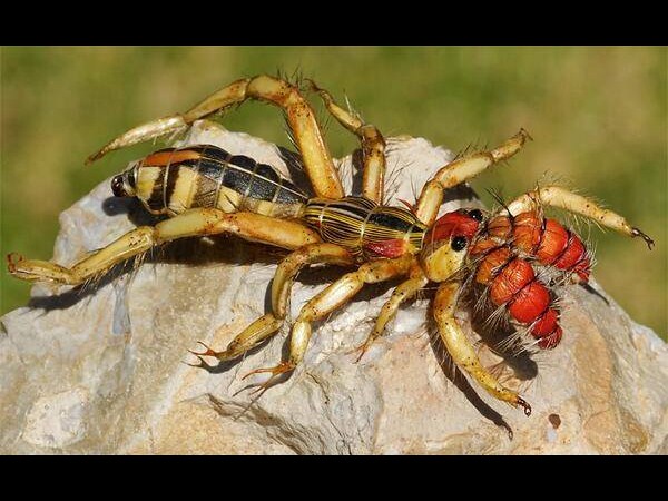 ఫోటోగ్రఫీకే ప్రాణం పోసారు!!