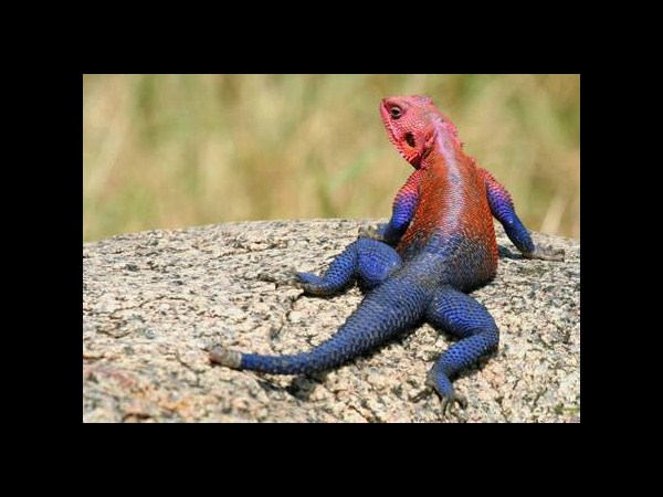 ఫోటోగ్రఫీకే ప్రాణం పోసారు!!