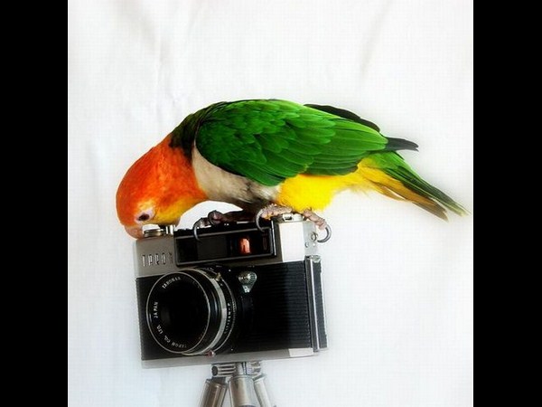 కెమెరాతో కుస్తీ కుస్తీ!!