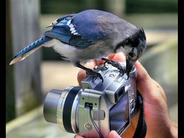 కెమెరాతో కుస్తీ కుస్తీ!!