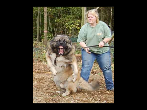 గూగుల్‌ను బయపెట్టిన 20 ఫోటోలు