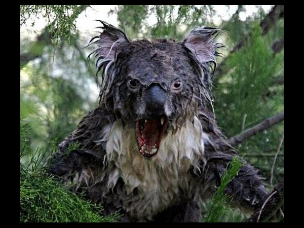 గూగుల్‌ను బయపెట్టిన 20 ఫోటోలు