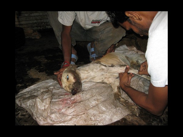 కెమెరాకు చిక్కిన కిరాతక వాస్తవాలు!