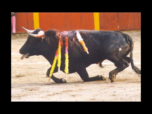 కెమెరాకు చిక్కిన కిరాతక వాస్తవాలు!