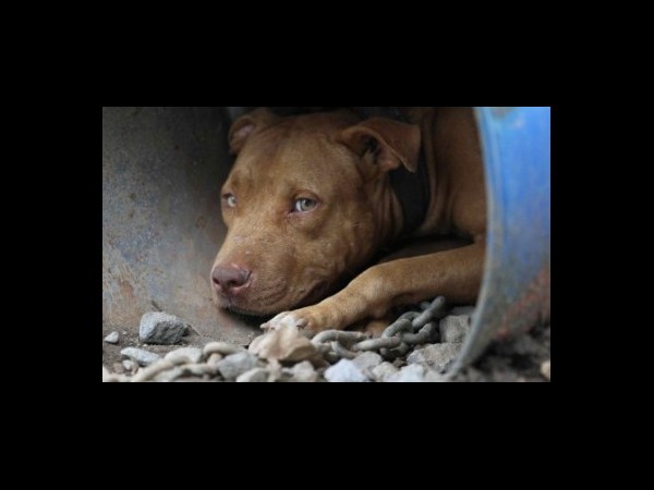 కెమెరాకు చిక్కిన కిరాతక వాస్తవాలు!