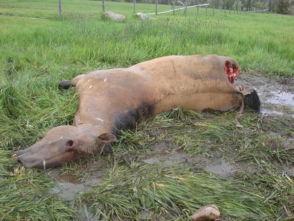 కెమెరాకు చిక్కిన కిరాతక వాస్తవాలు!