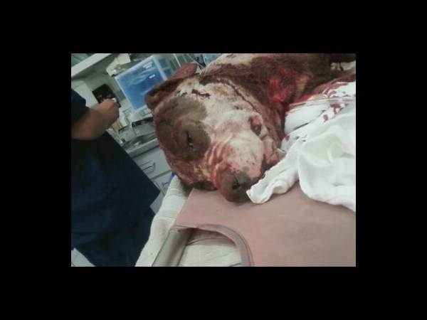 కెమెరాకు చిక్కిన కిరాతక వాస్తవాలు!